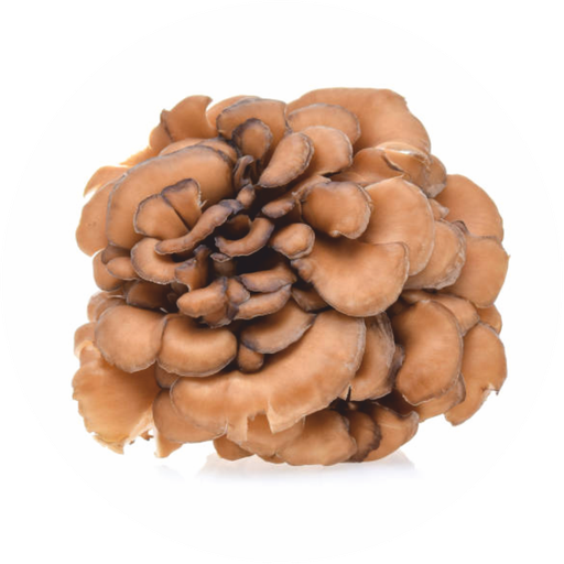 Wholesale Maitake logo